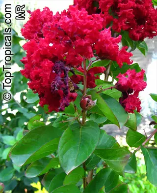 red rocket crepe myrtle flowering plant with vibrant red blooms and green foliage