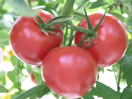 red tomato beefsteak plant with three ripe tomatoes on the vine