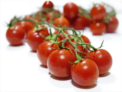red tomatoes vine cluster on a white background, resembling patio princess variety