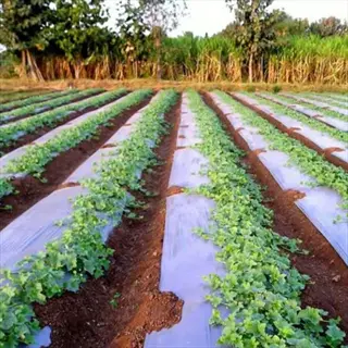 reflective mulch garden rows: agricultural field with straight rows of young crops covered in light-colored plastic mulch sheeting