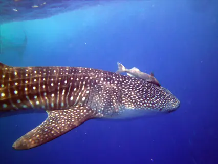remora fish attached to whale shark in clear blue ocean waters