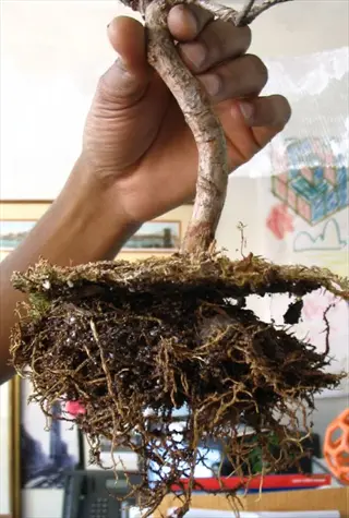 repotting bonsai roots: hand holding bonsai tree with exposed root mass, demonstrating root inspection during repotting
