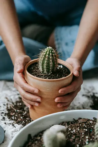 repotting cactus plant: hands holding terracotta pot with barrel cactus during indoor repotting process, with soil and second pot visible