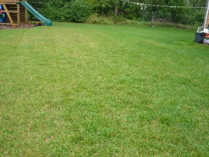 residential backyard showcasing a lush kentucky bluegrass lawn with play equipment, clothesline, and trees in the background