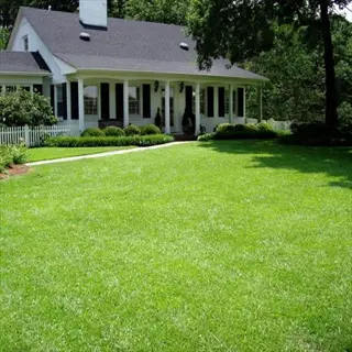 residential front yard featuring a lush centipede grass lawn with a traditional white house and landscaped shrubs in the background