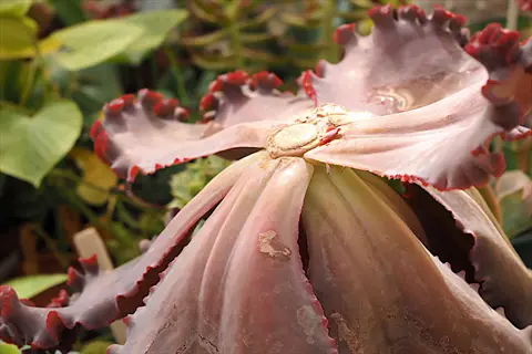result of beheading succulent rosette: echeveria with exposed stem and remaining leaves showing calloused top. lush green garden background