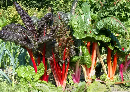 rhubarb chard garden with mature plants featuring large dark red leaves and thick crimson stems growing alongside other garden vegetables in a sunny outdoor setting
