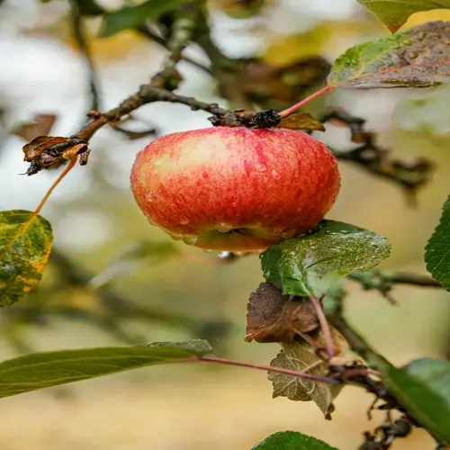 ripe apple on a tree branch with water droplets