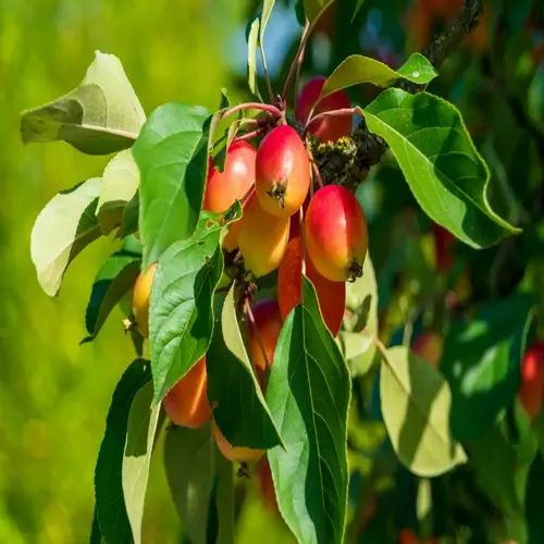 ripe apples on a tree branch with green leaves in sunlight