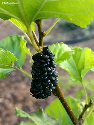 ripe black mulberry tree berries cluster on a branch with green leaves