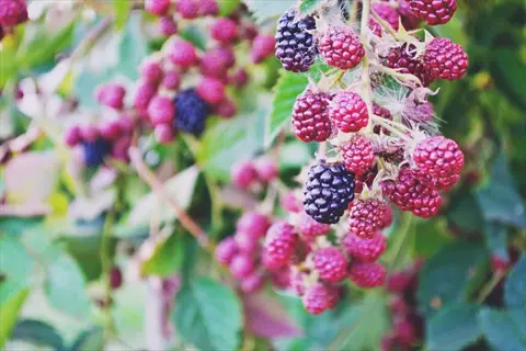 ripe blackberries on an erect blackberry bush: clusters of dark purple fruits and unripe red berries among thorny stems and green foliage