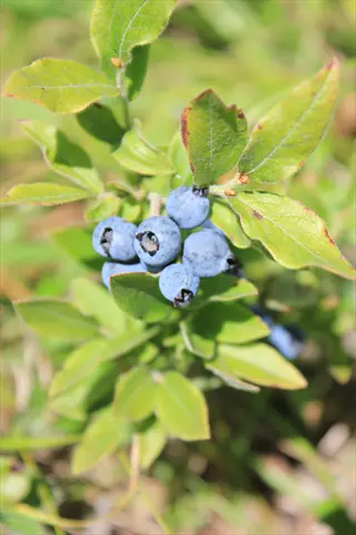 ripe blueberry bush berries with dewdrops on green foliage in sunlight