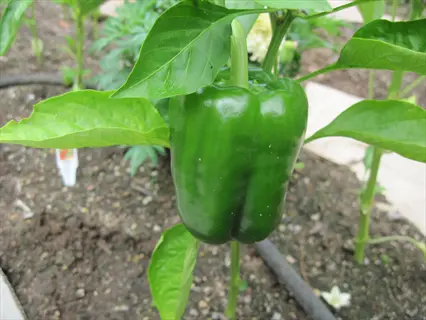 ripe california wonder bell pepper growing on a plant in a vegetable garden, surrounded by green leaves and soil