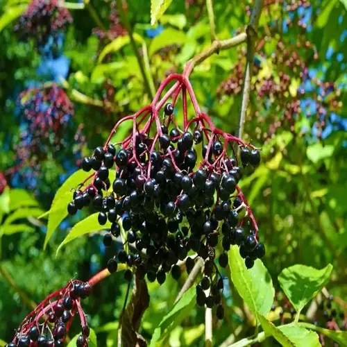 ripe dark berries growing on an elderberry bush in a sunlit garden, showcasing clusters of fruit and green foliage
