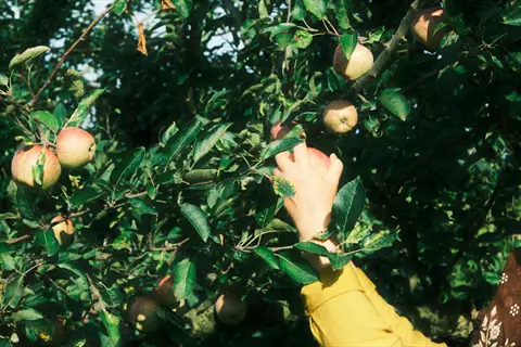 ripe fruit harvest: hand in yellow sleeve picking apples from a tree branch with mature green-red fruits in a sunlit orchard. final ripening stage