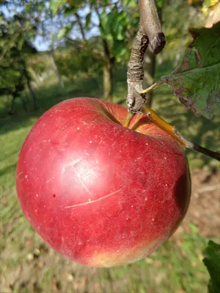 ripe liberty apple fruit hanging from a tree branch in an orchard