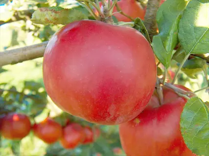 ripe mcintosh apple fruit growing on a tree branch with green leaves