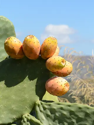 ripe opuntia ficus-indica fruit on cactus pads under sunny sky