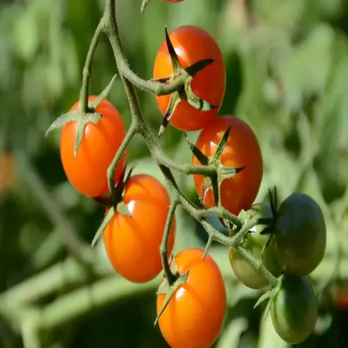 ripe orange and unripe green cherry tomatoes growing on a vine in a garden