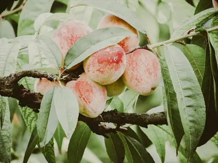 ripe peaches growing on a peach tree branch with green leaves