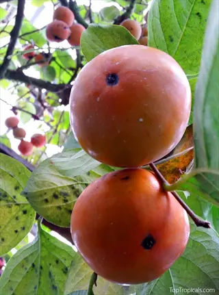 ripe persimmon tree fruits growing on branches with green leaves