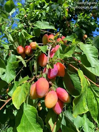 ripe plum tree fruits hanging on branches with green leaves