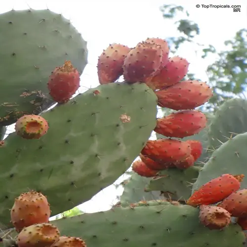 ripe prickly pear cactus fruit on green pads with watermark text