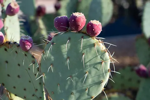 ripe prickly pear cactus fruits (tunas) growing on a green spiny pad