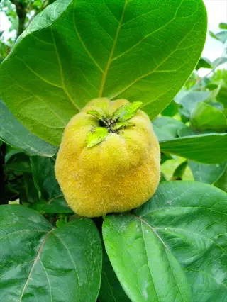 ripe quince tree fruit with fuzzy yellow skin nestled among large green leaves