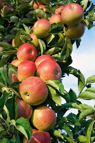 ripe red and green apple tree fruit clustered on branches with lush green leaves under clear blue sky