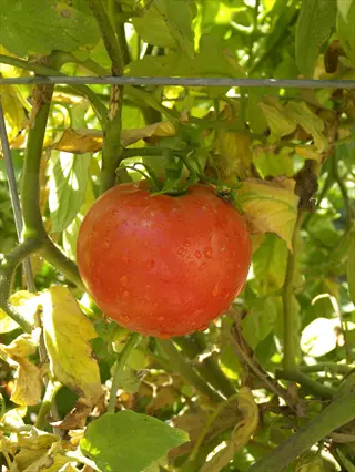 ripe red celebrity tomato with water droplets growing on a vine in a garden, surrounded by green and yellow foliage