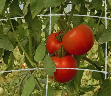 ripe tomatoes growing on a trellis net in a vegetable garden, showcasing healthy tomato plant garden growth with lush green foliage
