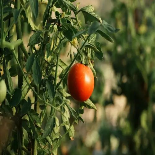 ripe tomatoes growing on vine in lush garden
