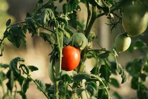 ripe tomatoes on the vine with unripe green tomatoes and leafy plants in a garden
