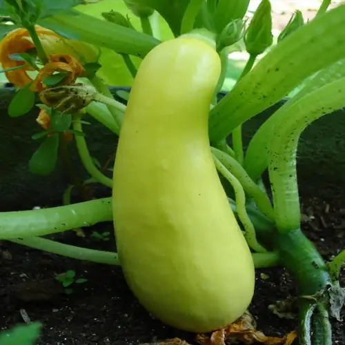 ripe zucchini plant with yellow summer squash growing on vine among green leaves