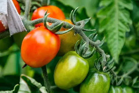 ripening cherry tomatoes on the vine - hydroponic tomato plant cultivation