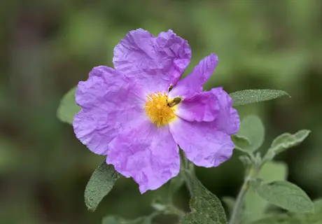 rockrose cistus with purple flower and yellow center