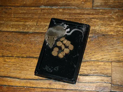 rodent trap placement on wooden floor: mouse on black tray with bait pellets