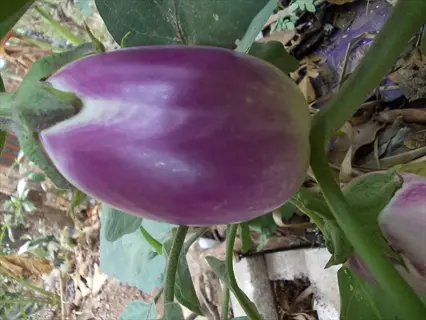 rosa bianca eggplant growing on vine - purple and white striped fruit with green calyx in garden