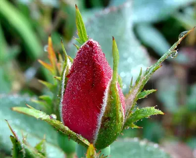rose bud eye closeup: dewdrop-covered red bud with visible sepal structure, ideal for identifying outward-facing growth points in pruning