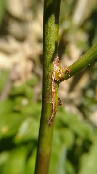 rose budding propagation: close-up of a rose stem showing a healed bud union with calloused tissue at the graft point