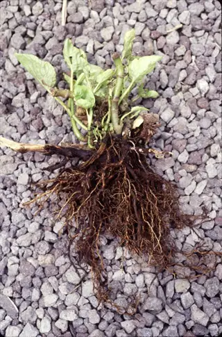 rotting plant roots: close-up of dark, mushy, decayed roots with green foliage on gravel surface showing root rot symptoms