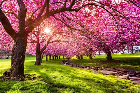 row of flowering cherry trees in full pink bloom under sunlight, with green grass and stone path in a park