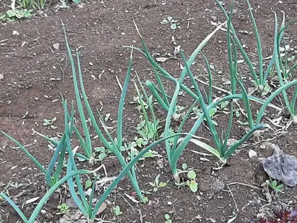 row of onion plants with visible leaves in a garden, suitable for leaf counting