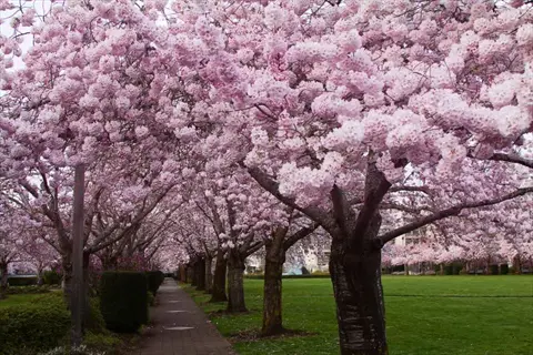 row of pink cherry blossom trees lining a pathway in a spring park