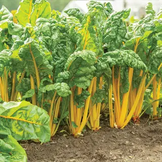 rows of golden yellow chard plants (golden sunrise variety) with dark green leaves and bright yellow stems growing in garden soil