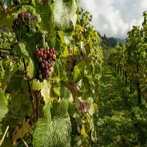 rows of grapevines in a vineyard with ripe grapes ready for harvest