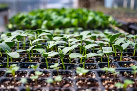 rows of seedlings germinating in black plastic propagation trays, showing healthy green sprouts at various growth stages in a greenhouse setting