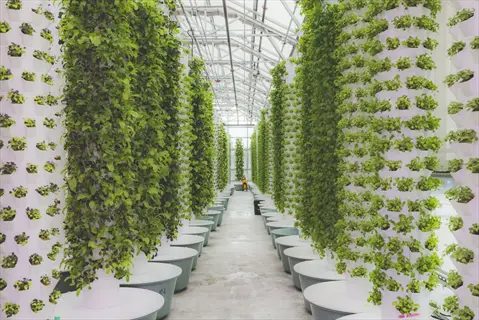 rows of vertical stackable hydroponic towers growing dense green plants in a modern greenhouse
