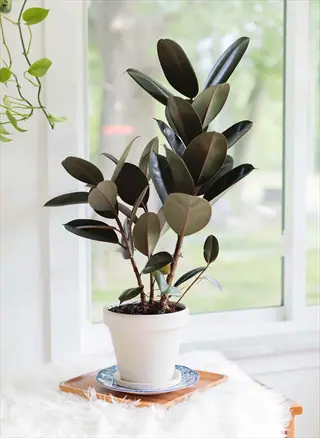rubber plant ficus elastica in white pot on wooden stand with blue plate and white fur, positioned near bright window with background vine plant